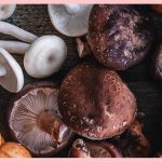 Types of Mushrooms and Uses